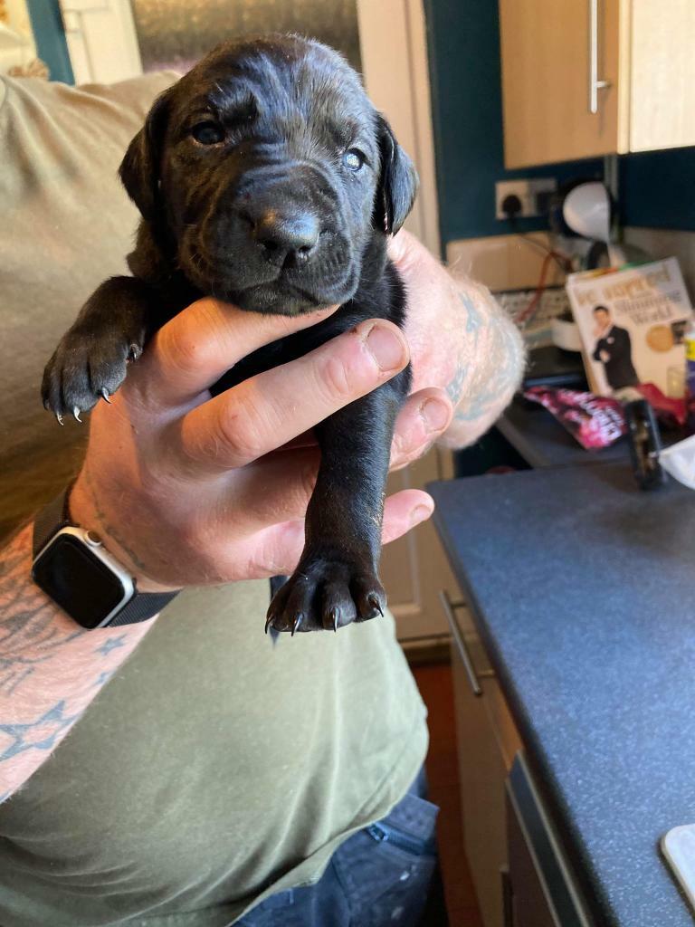 doberman x puppies for sale